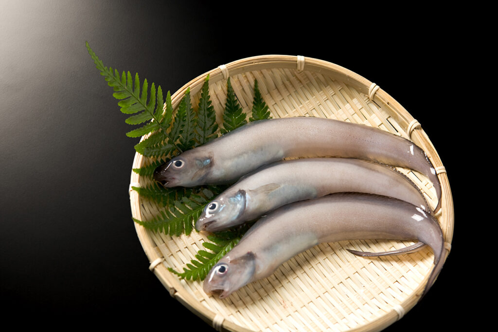 富山湾の幻の魚、げんげ
