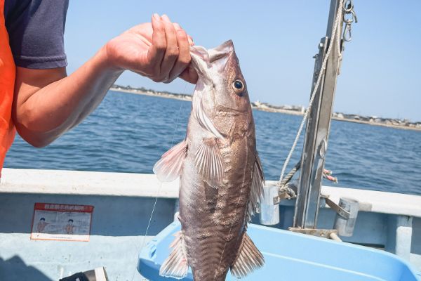 若旦那が自ら釣った魚