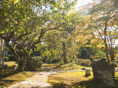秋：光り輝く紅葉