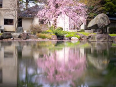 満開の桜と池