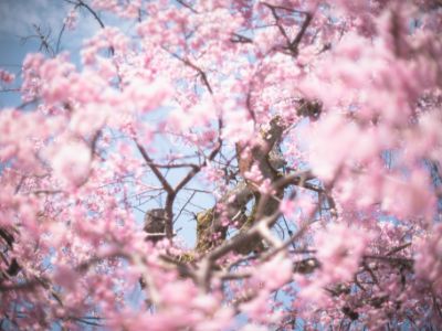 満開の桜